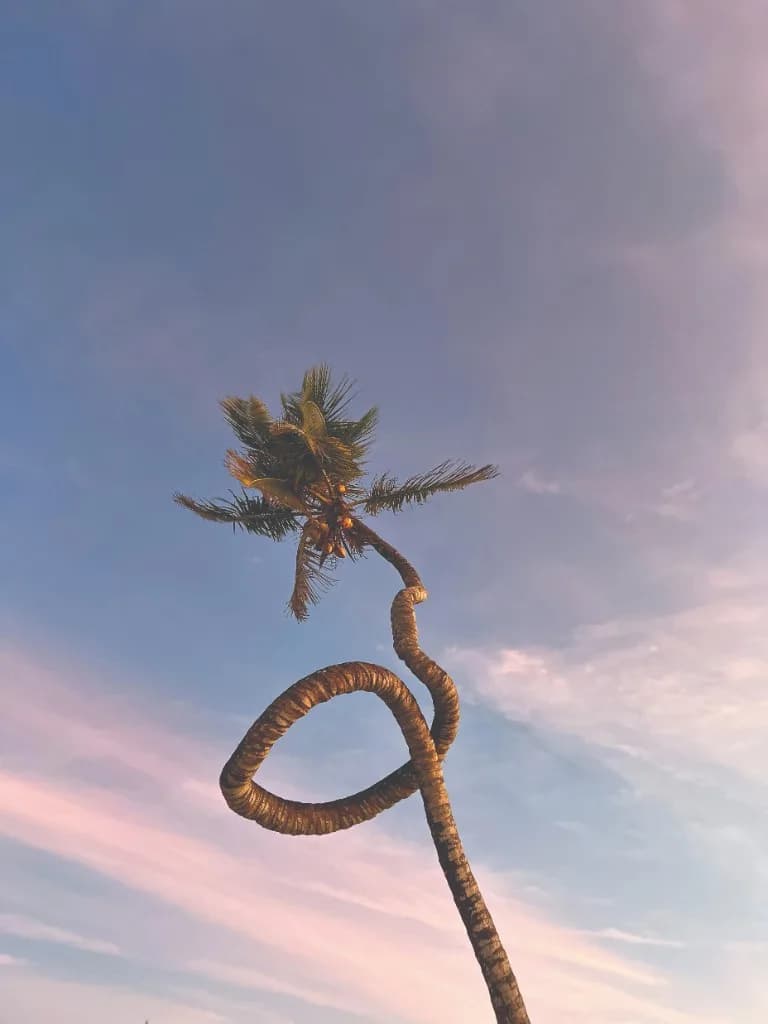 The iconic twisted palm tree at Be Zanzibar